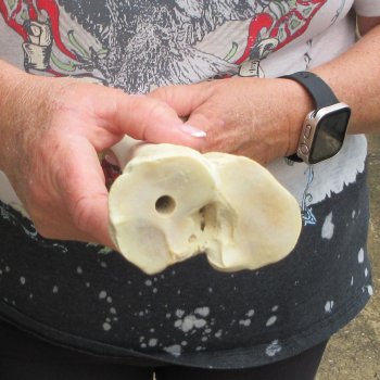 Camel leg bone (15") - $20