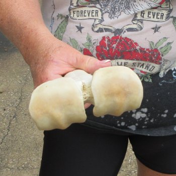 Camel leg bone (15") - $20