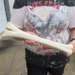 Camel leg bone (15&...