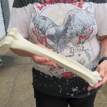 Camel leg bone (15") - $20