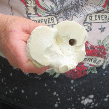 Camel leg bone (15") - $20