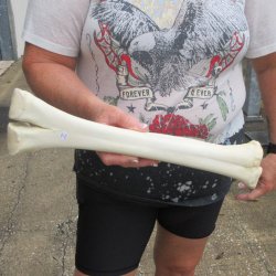 Camel leg bone (15&...