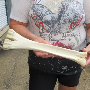 Camel leg bone (15") - $20