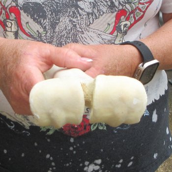 Camel leg bone (15") - $20