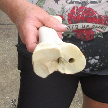 Camel leg bone (15") - $20