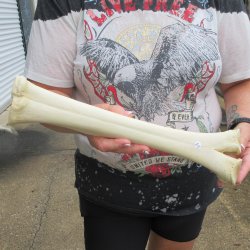 Camel leg bone (15&...