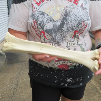 Camel leg bone (15") - $20