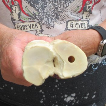 Camel leg bone (15") - $20