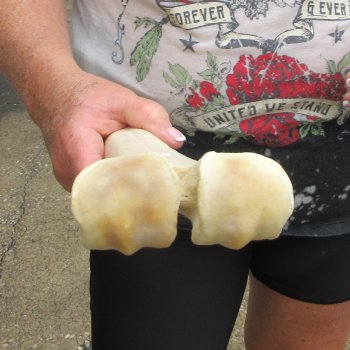 Camel leg bone (15") - $20