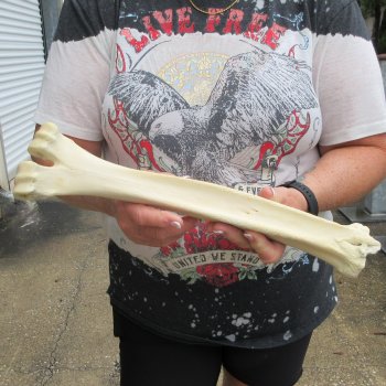 Camel leg bone (15") - $20