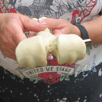 Camel leg bone (15") - $20