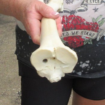 Camel leg bone (15") - $20