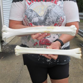 Two B-Grade Camel leg bones (14" & 15") - $25