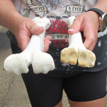 Two B-Grade Camel leg bones (14" & 15") - $25