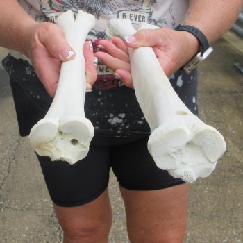 Two B-Grade Camel leg bones (14" & 15") - $25