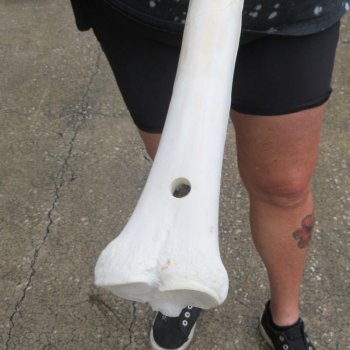 Two B-Grade Camel leg bones (14" & 15") - $25