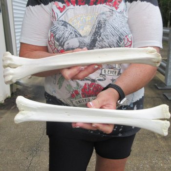 Two B-Grade Camel leg bones (14" & 15") - $25