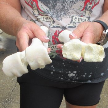 Two B-Grade Camel leg bones (14" & 15") - $25
