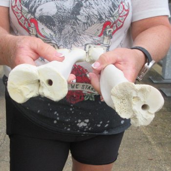 Two B-Grade Camel leg bones (14" & 15") - $25