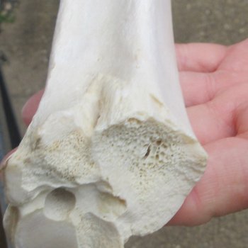 Two B-Grade Camel leg bones (14" & 15") - $25