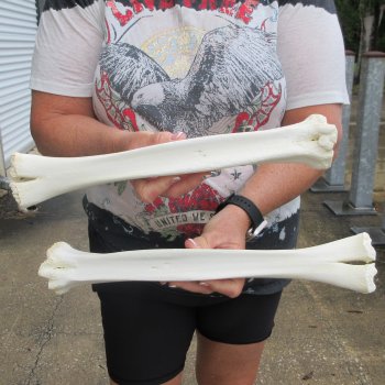Two B-Grade Camel leg bones (15") - $25