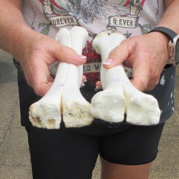 Two B-Grade Camel leg bones (15") - $25