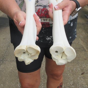 Two B-Grade Camel leg bones (15") - $25