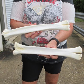 Two B-Grade Camel leg bones (14") - $25