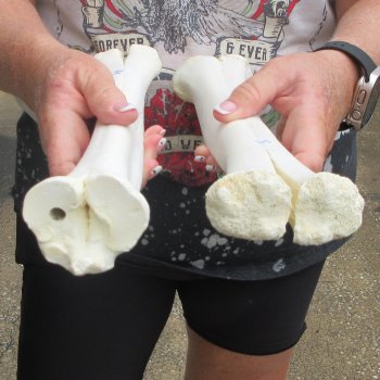 Two B-Grade Camel leg bones (14") - $25