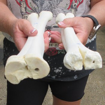 Two B-Grade Camel leg bones (14") - $25