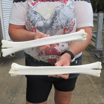 Two B-Grade Camel leg bones (15") - $25
