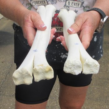 Two B-Grade Camel leg bones (15") - $25
