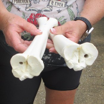 Two B-Grade Camel leg bones (15") - $25