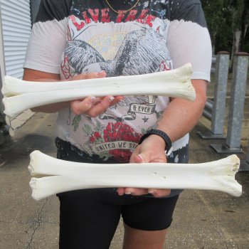 Two B-Grade Camel leg bones (14") - $25