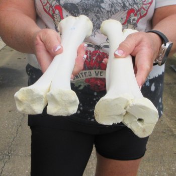 Two B-Grade Camel leg bones (14") - $25