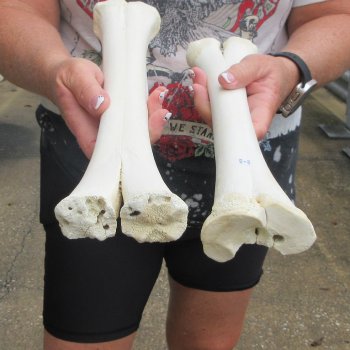 Two B-Grade Camel leg bones (14") - $25