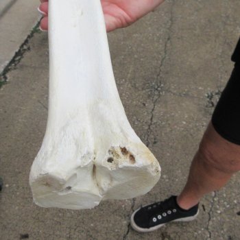 Two B-Grade Camel leg bones (14") - $25
