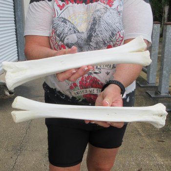 Two B-Grade Camel leg bones (14" & 15") - $25