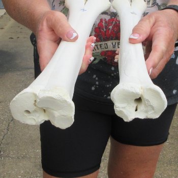Two B-Grade Camel leg bones (14" & 15") - $25
