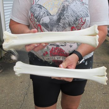 Two B-Grade Camel leg bones (14") - $25