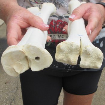 Two B-Grade Camel leg bones (14") - $25