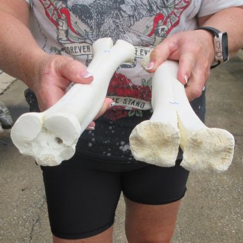 Two B-Grade Camel leg bones (14") - $25