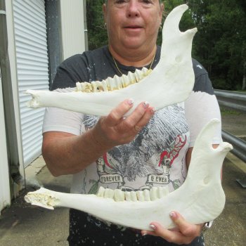 Two piece 12" & 15" Water Buffalo Bottom Jaw Bone