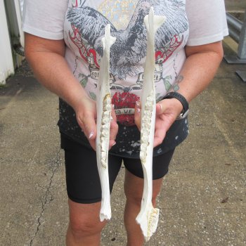 Two piece 12" & 15" Water Buffalo Bottom Jaw Bone