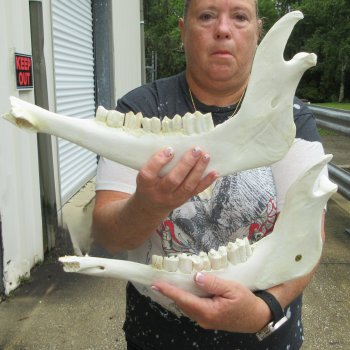 Two piece 14" and 15" Water Buffalo Bottom Jaw Bone