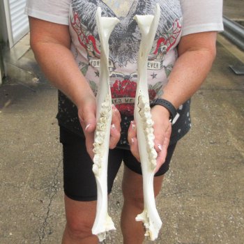 Two piece 14" and 15" Water Buffalo Bottom Jaw Bone