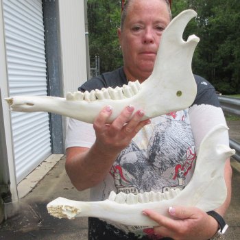 Two piece 15" Water Buffalo Bottom Jaw Bone
