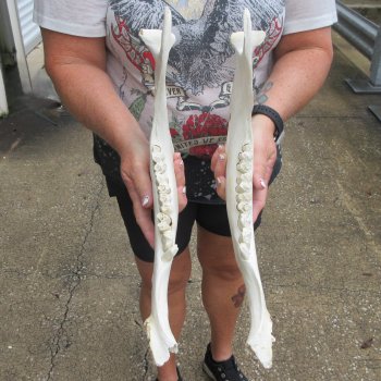 Two piece 15" Water Buffalo Bottom Jaw Bone