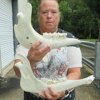 Two piece 13" and 15" Water Buffalo Bottom Jaw Bone