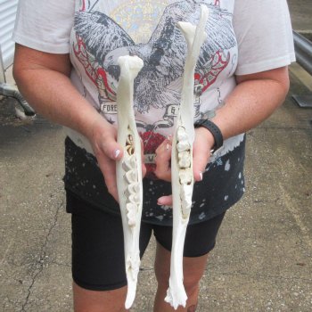 Two piece 13" and 15" Water Buffalo Bottom Jaw Bone